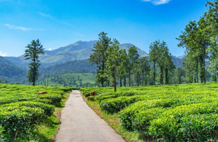 Coorg Packages